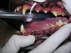 Dental 4