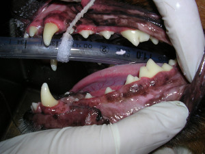 Dental 5