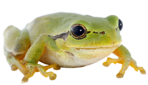 img_frog