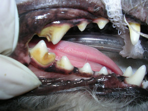Dental 6