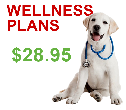 $28.95 Wellness Plans - Ash Veterinary Clinic 